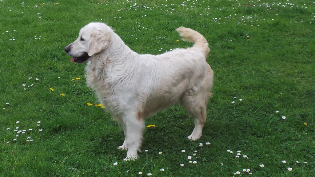 Les Golden Retriever de l'affixe Du domaine d'alexan