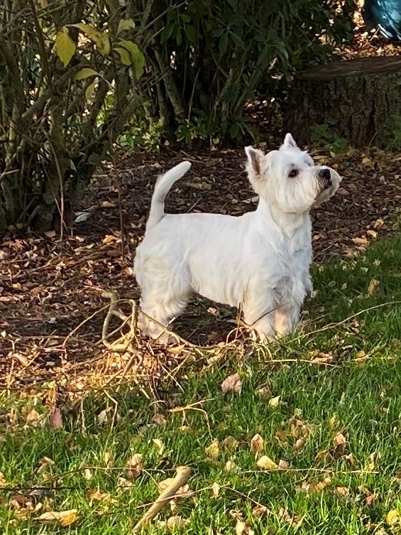 Les West Highland White Terrier de l'affixe Du domaine d'alexan