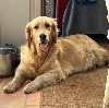  - Golden retriever femelle adulte 