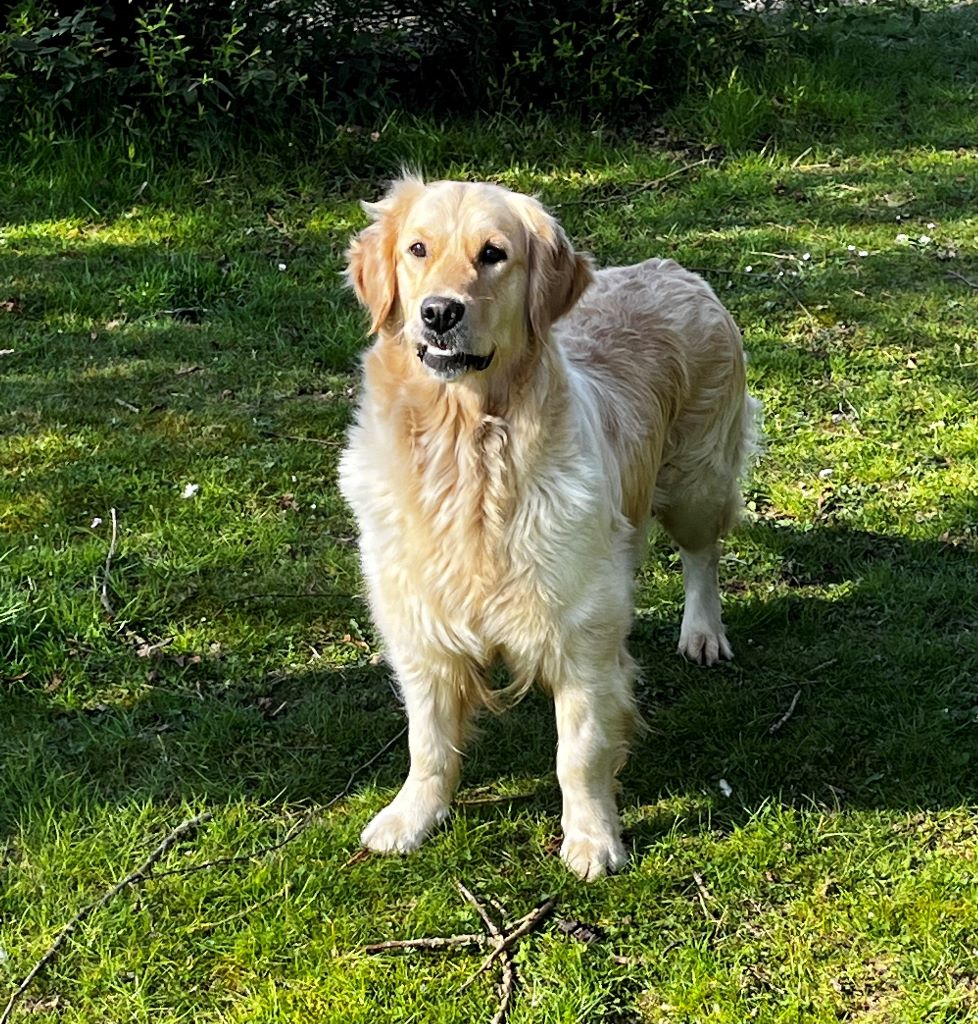 reinette Du domaine d'alexan