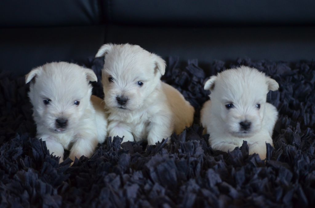 WESTIE